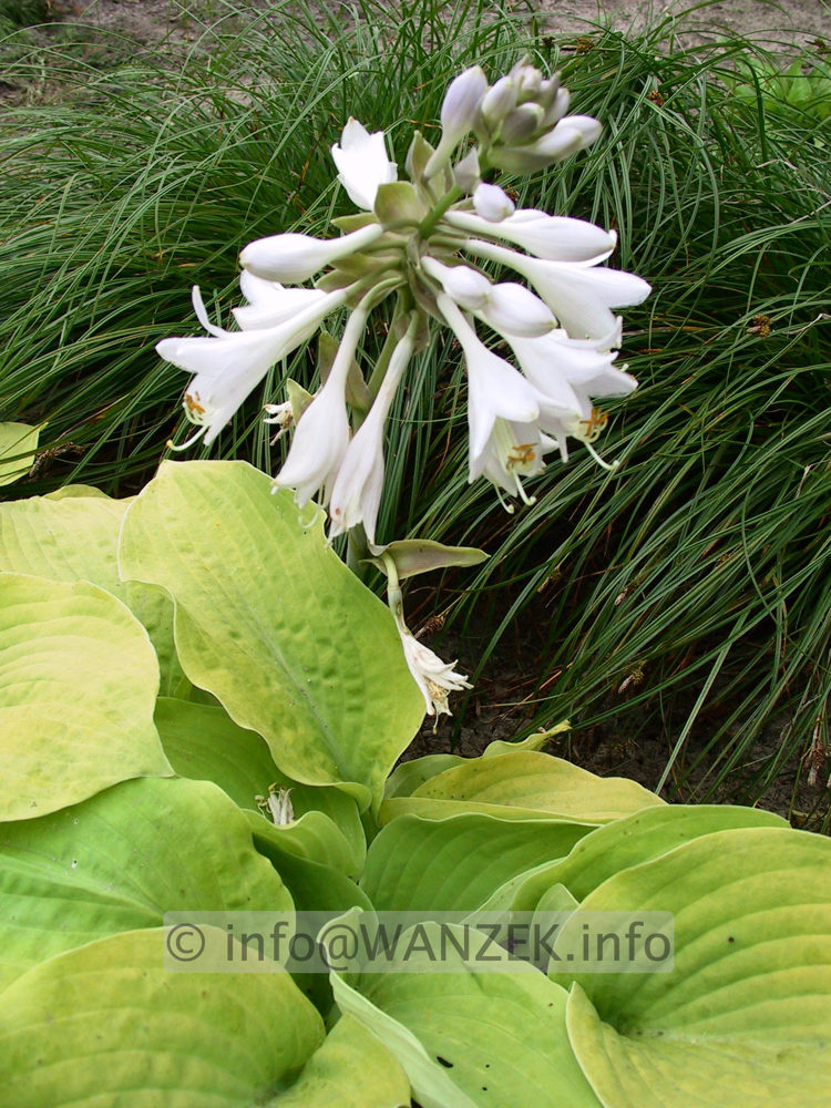 Hosta Hybride Compacta Aurea 01.jpg